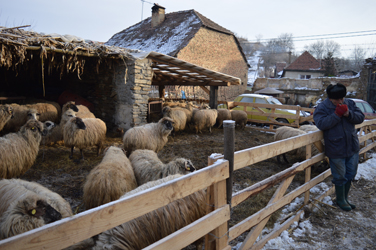 A man stops to light a cigarette after feeding a relative’s sheep (Hugh Williamson, 2015)