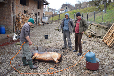 “Cutting” the pig before Christmas (Hugh Williamson, 2016)