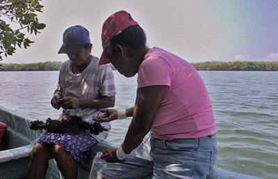 Taking samples of tichinda in Mexico