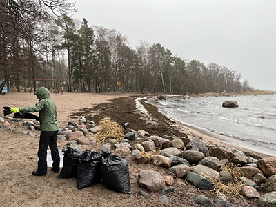 Harvesting seaweed