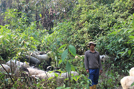 young shepherd stands alongside a large number of sheep in the forest