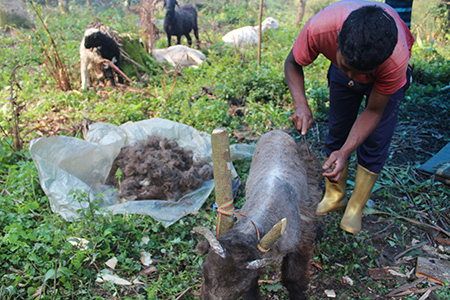 the shepherd is cutting wool (unn) from a young sheep