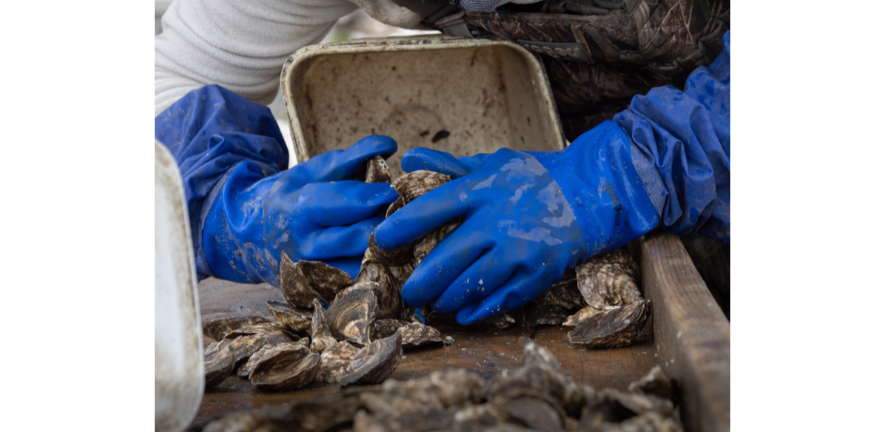 ‘Ready-for-market oysters’ by Jillian Lessing