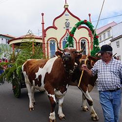 Agriculture on the Azores -image two