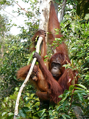 Conservation