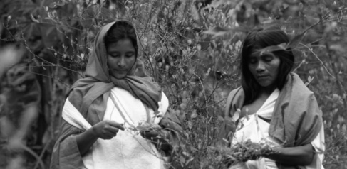 Juliette Gautron: ‘Collecting coca leaves’