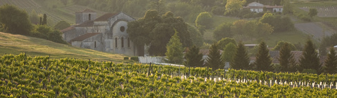 Vignoble du Cognac (credit: OT Cognac / H. Chaillot)