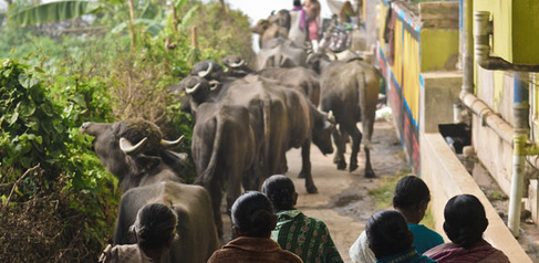 John Fahy - Local women in Mayapur