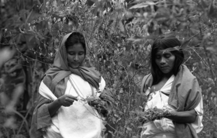 Picking Coca Leaves