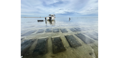 ‘Slack tide on the oyster farm‘ by Jillian Lessing