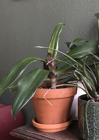 House plant