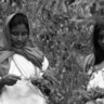 Juliette Gautron: ‘Collecting coca leaves’