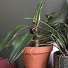 House plant