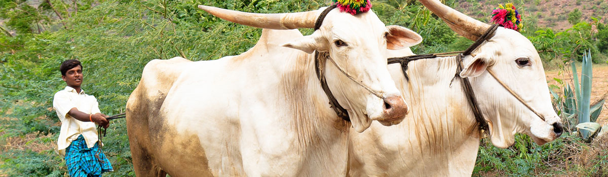 Cattle farmer, Karnataka, India