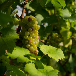 Ripening grapes, Südsteiermark, Austria (Julia Leijola)