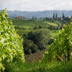 Vineyards, Südsteiermark, Austria (Julia Leijola)