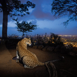 Living with leopards in Mumbai, India