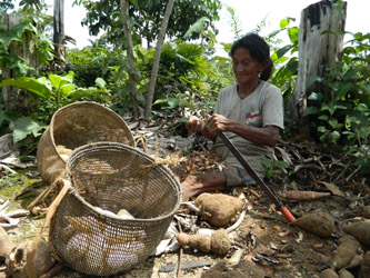 Palmira, a Desana woman, working on manioc tubers (Kii) in her own graden (wehse) (Melissa Santana de Oliveira, 2014)
