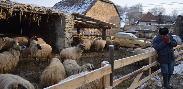 Huw Williamson - Sheep fold, Romania