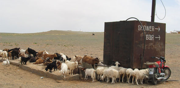 Goats in the Gobi Desert