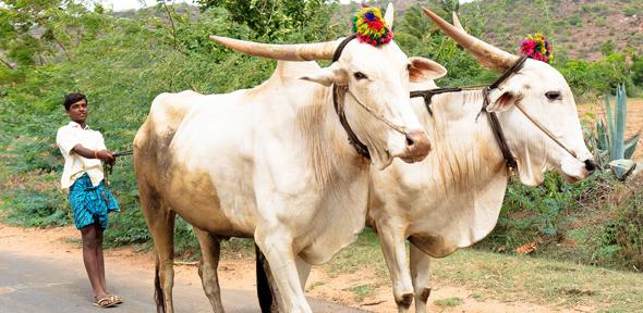 Cattle farmer, Karnataka, India