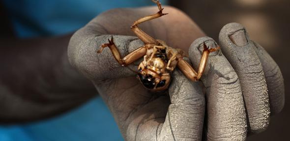 Hand with bug, Malawi